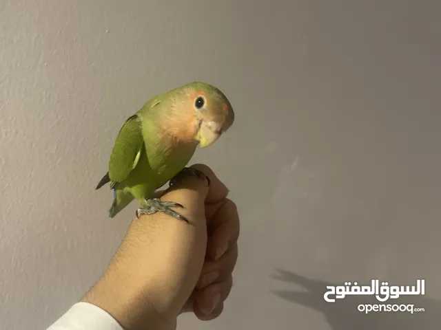 البيع طير لوف بيرد