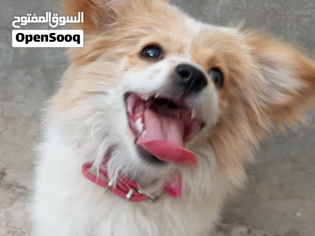 كلبه  زينه للبيع بسعر مغري