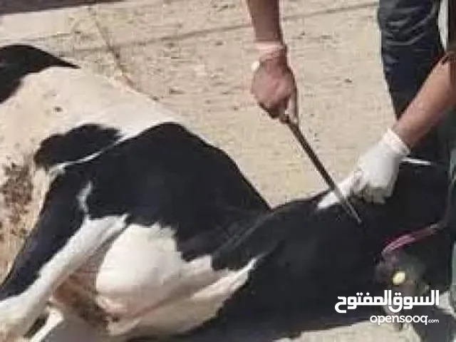 قصاب خبره 15 في جميع انواع الماشية دقه في الشغل واقل الاسعار