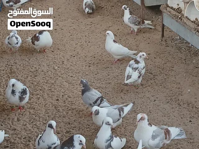 حمام لاحم للبيع