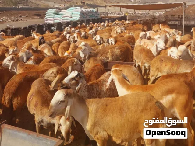 غنم مربى جذعان للاضاحي سواكني وبربري وتيوس من مزرعتنا