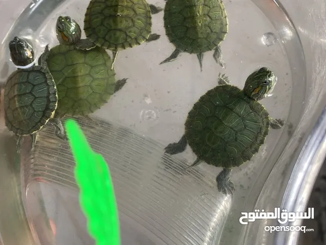 سلاحف برمائية تايلندية صغيرة. لطيفة جداً لمحبي الحيونات اللطيفه
