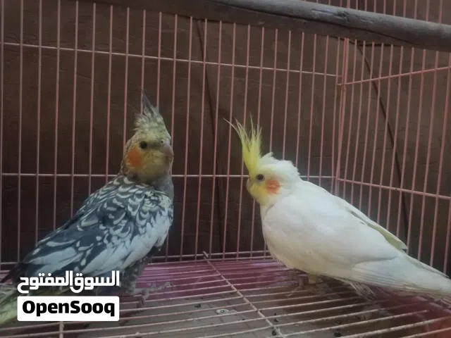 متاح كوكتيل صحه خير من الله وسعر حلو اقره وصف