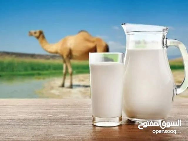حليب نياق يومي طازج تعال احلب بايدك الحليب