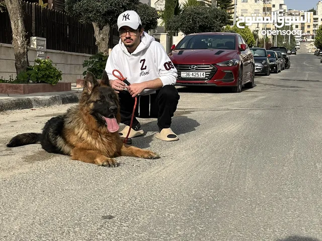 جيرمان شبرد أنثى للبيع
