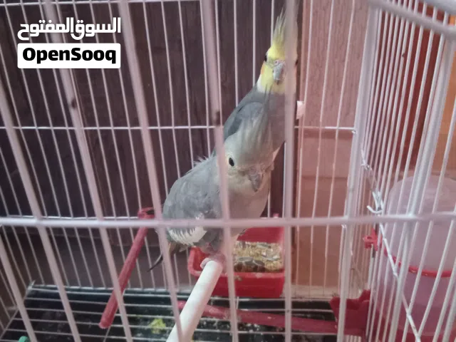 متاح كوبيه كوكتيل ربي يبارك