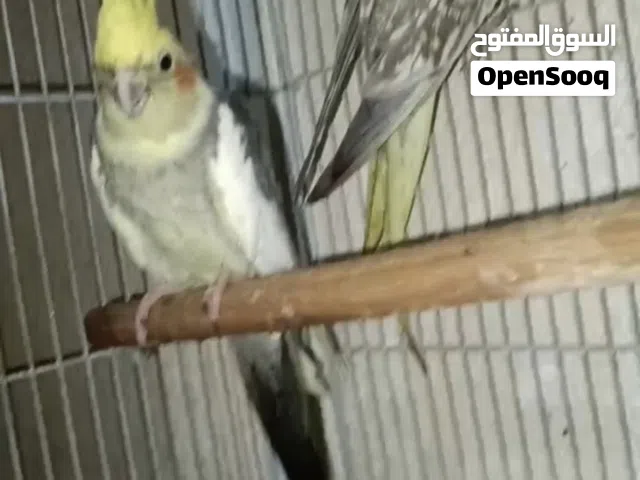HEALTHY 3 COCKATIEL CHICKS WITH PARENTS