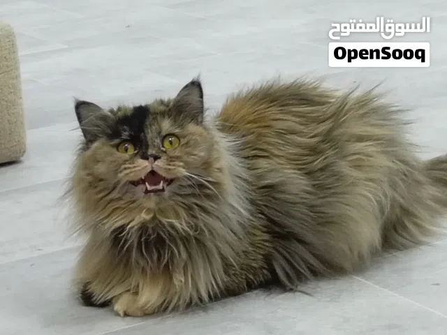 للبيع قط مال بيت