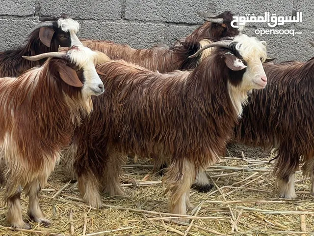 جدايا عمانيات من حلال بني سعيد محقوصات حلال طيب للتربيه وللذبح جاهزات من يرغب يذخرهن للمناسبات