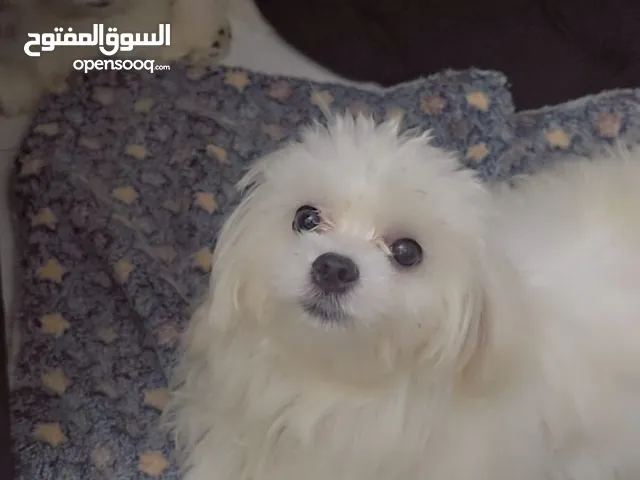 كلاب مالتيز