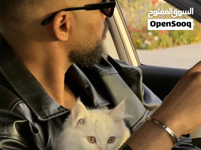 قطط شيرازيات للبيع اقراء الوصف