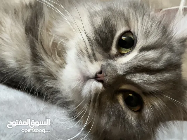 قطه انثى للبيع بعد تطعيم أطفالها فقط للحجز بعد التطعيم