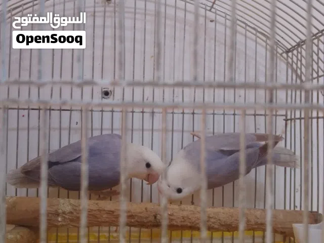 جوز روز بسعر حرق