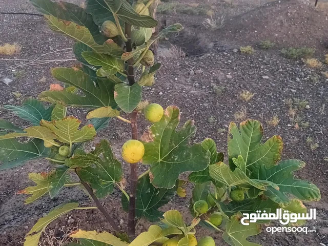 بيع ارض زراعيه في المضيبي الجرداء