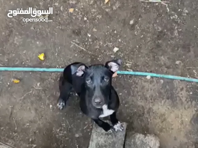 كلب بيتبول للبيع الوصف مهم