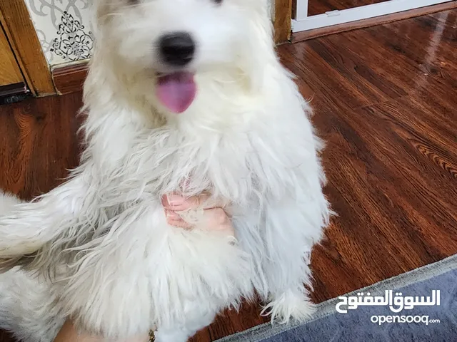 pure white Maltese puppies 6 months old
