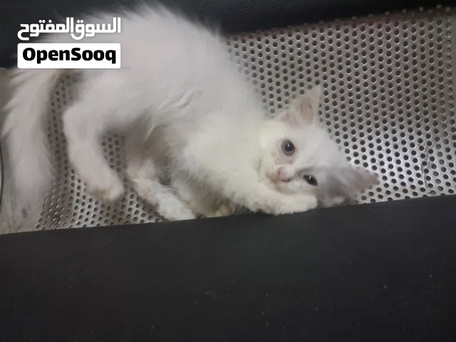 قطة للبيع جميلة
