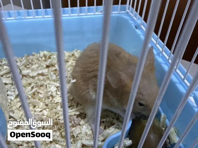 هامستر للبيع