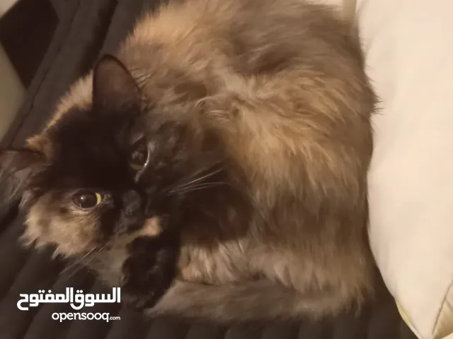 قط شيرازي للتبني