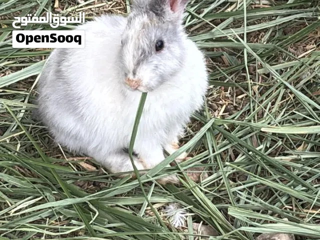 مطططططططلوب الووصف مههههم