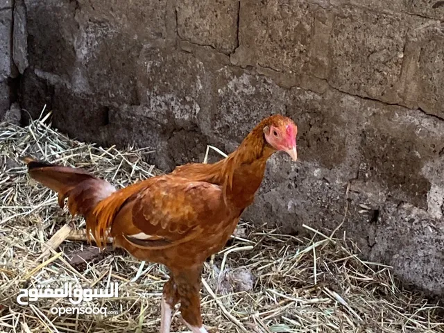 دجاج بكستاني للبيع