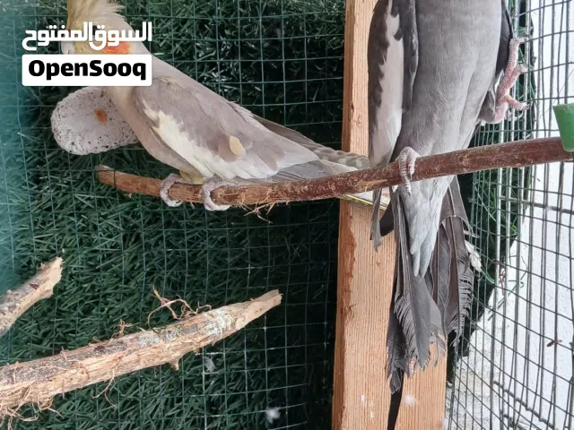 متوفر جوز كوكتيل ذكر فرنساوي