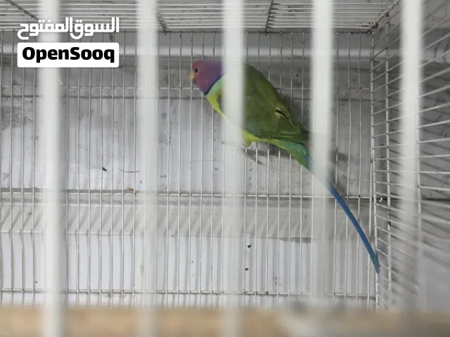 plum headed parakeet