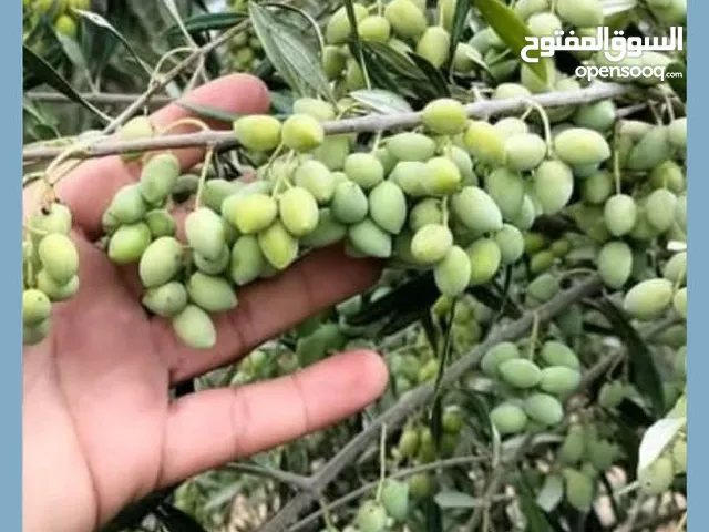 شجر زيتون للبيع