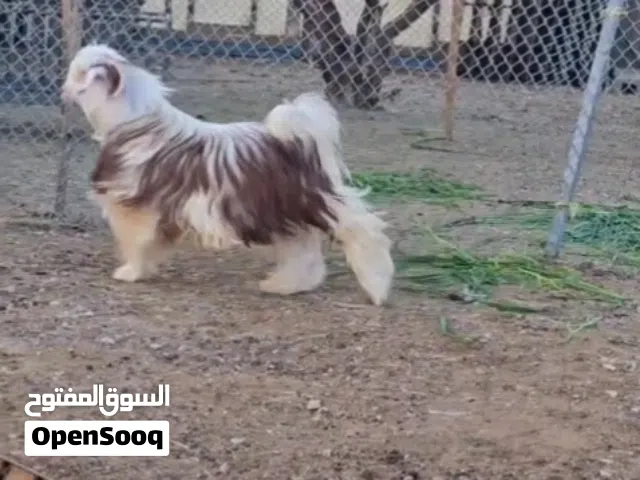 تيس عمر سنه ونص