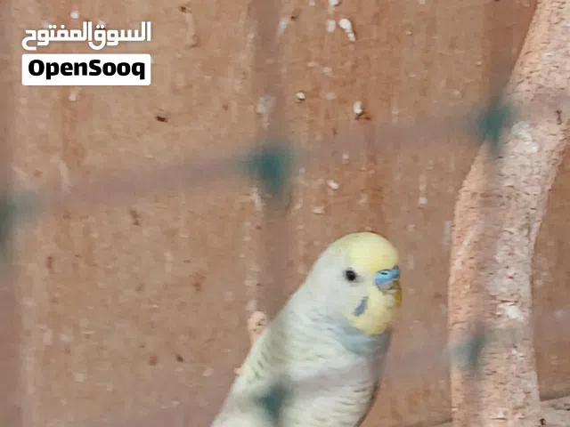 كوبيه بقلينو للبيع ب50دينار مستعجل