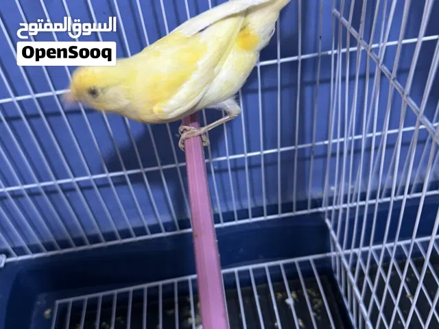 عصفور كناري ذكر ناشط كيف بدي يغني