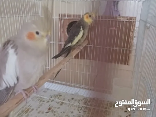 زوج كوكتيل منتج