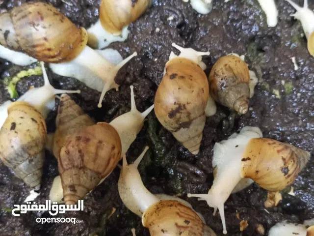 حلزون افريقي يحتوي على كولاجين للبشرة