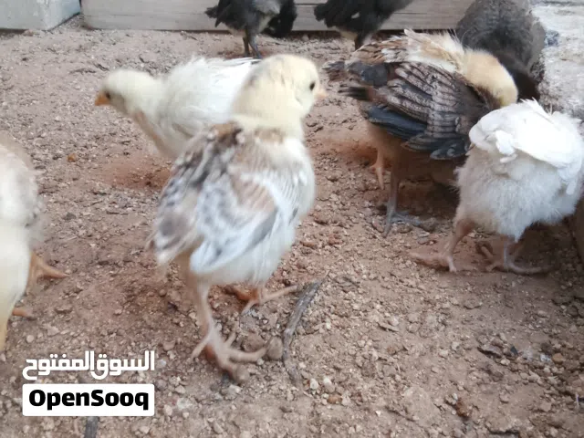 كتاكيت للبيع