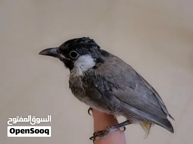بول بول صغير مع القفص