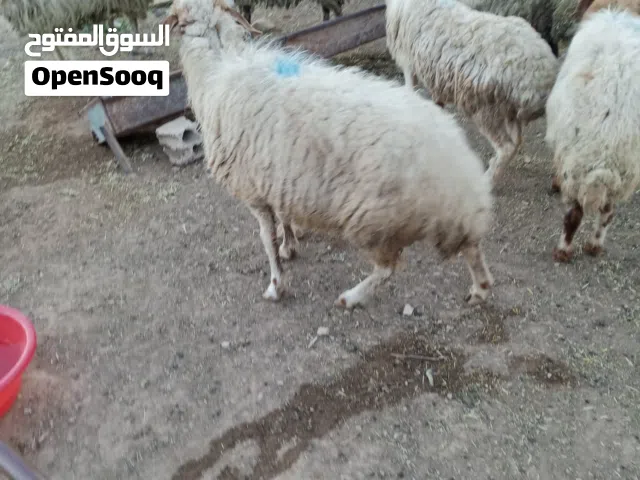 يوجد حلال اغنام بلدي اضاحي -لجميع المناسبات