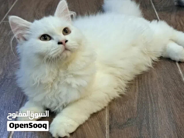 GORGEOUS PURE WHITE JUNIOR PERSIAN CAT
