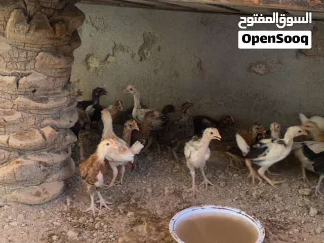 دجاج عمانيات