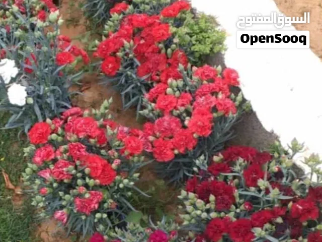 الرفاهية والاسترخاء  هل تحلم بحديقة تجمع بين سحر الطبيعة وفخامة التصميم ؟ نبتكر لك مساحات خضراء تمنح