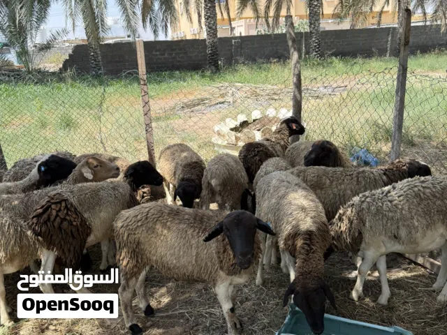 بيع كباشه فول سمنه