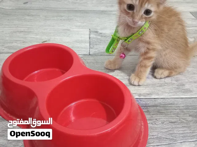 قطه صغيره معه اكسسورات