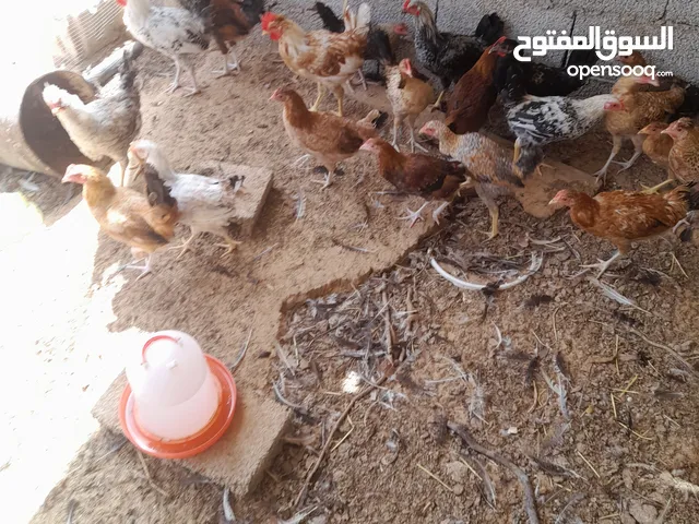 عتاتيق للبيع