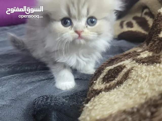 قطط باندا و فولد و سكوتش ستريت للبيع بسعر مرتب
