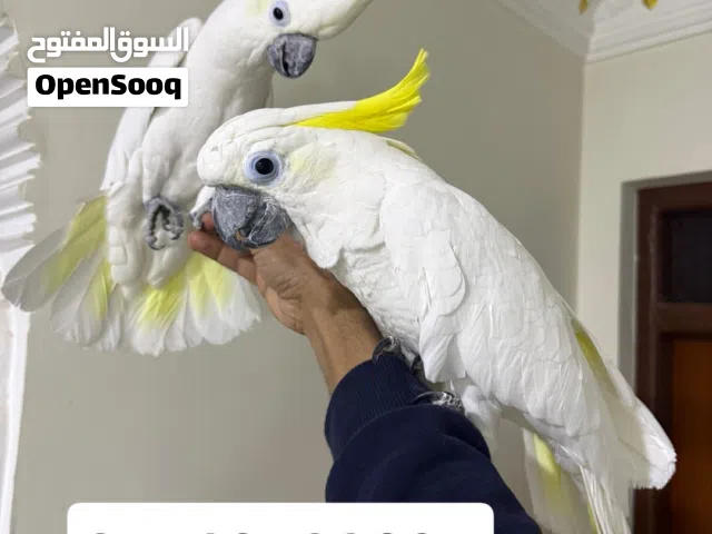 زوج ببغاء كوكاتو ترايتون انثى وذكر اليفات جدا