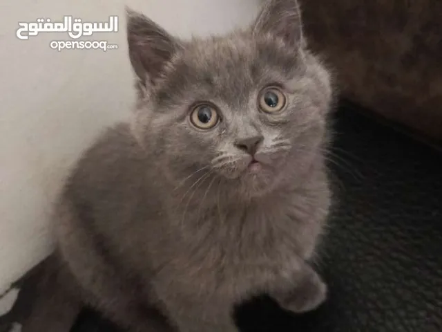 قطه شانشيلا للبيع بسعر ممتاز