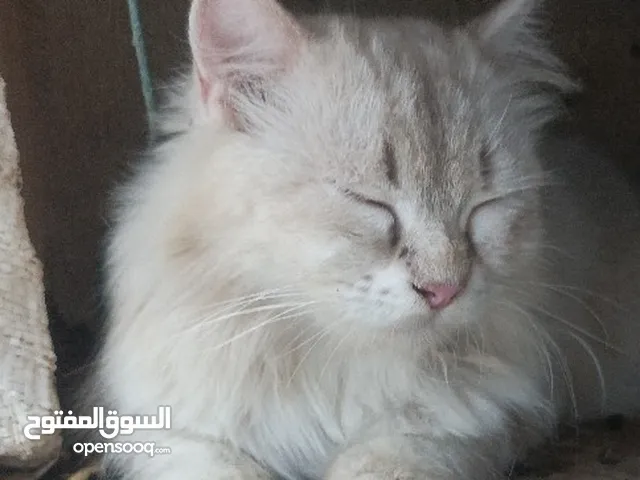 قطه شيرازي حامل أليفه للبيع