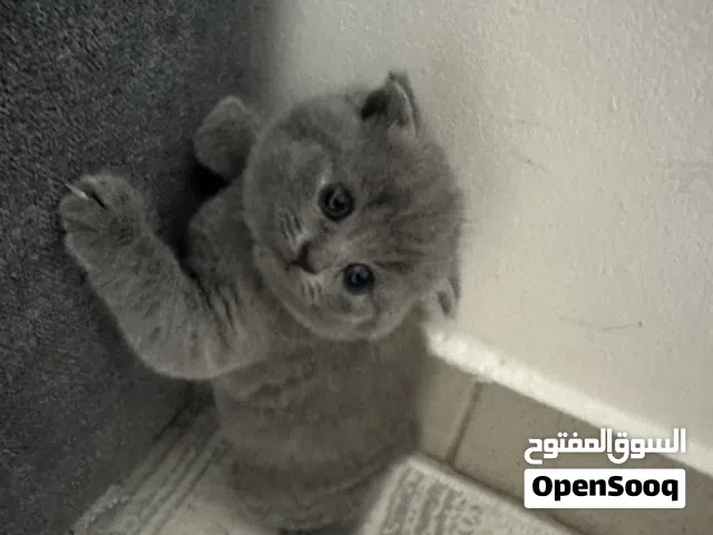 Scottish fold 3 months
