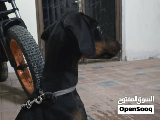 دوبر مان 4شهور