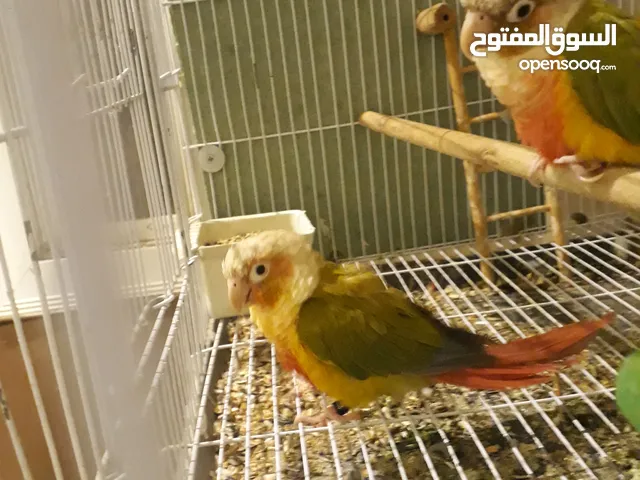 زوج كنيور اناناس