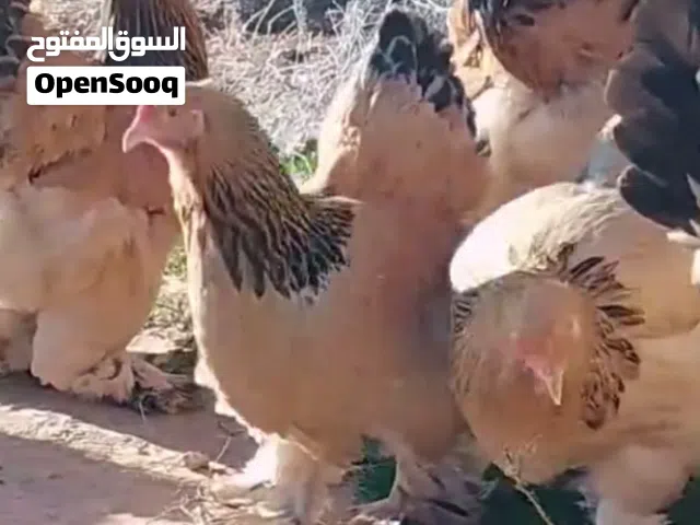 متوفر بيض دجاج برهما عملاق للون ربي يبارك تخصيب مطمون